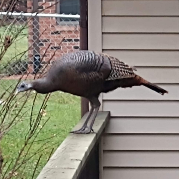 Meet your Posher, Karen - Picture 3 of 8